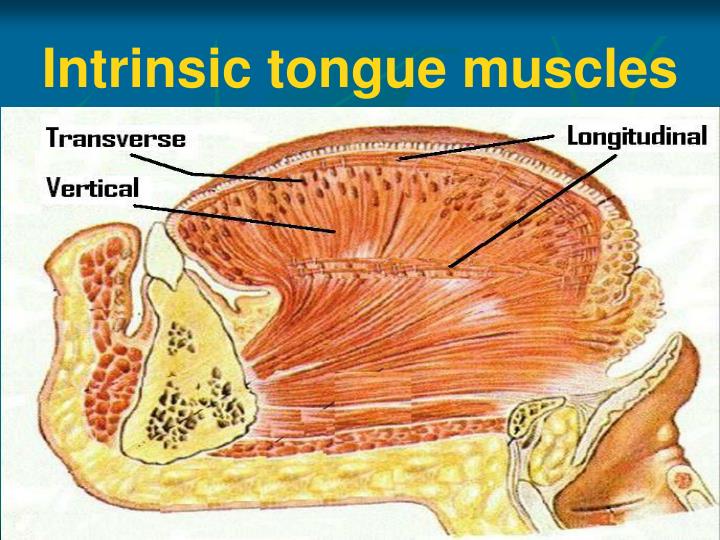 PPT - Anatomy of Oral Cavity, Pharynx & Oesophagus ... diagram of tongue muscles 