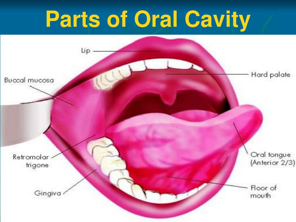 Mouth Cavity Anatomy