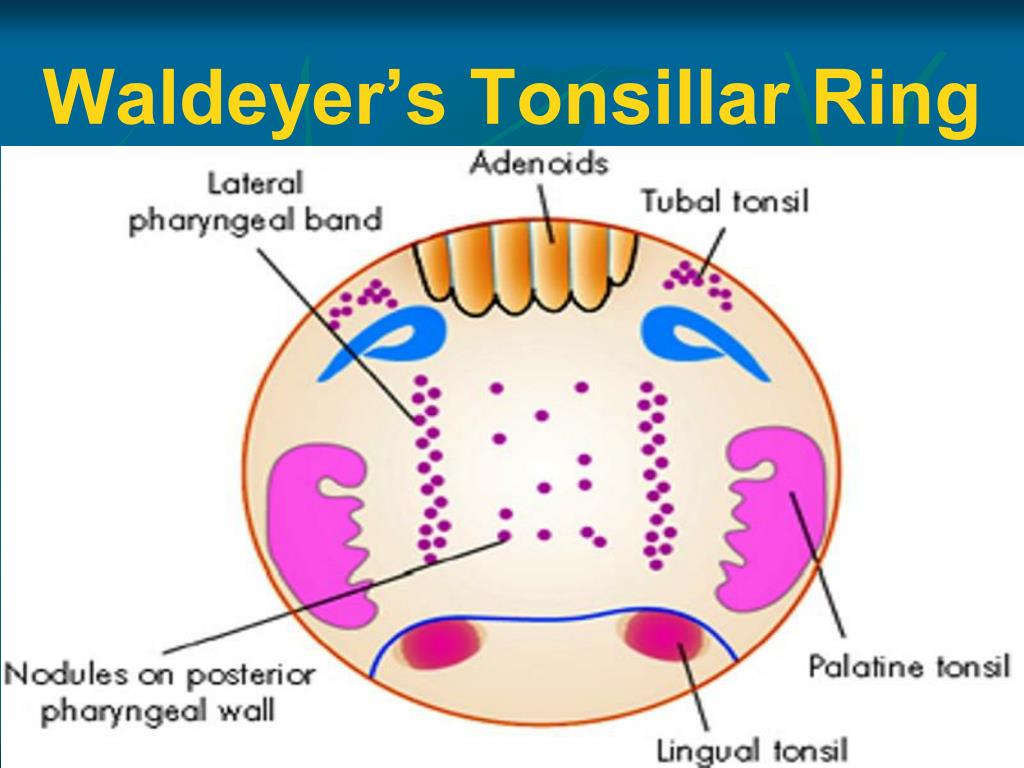 waldeyer s tonsillar ring l