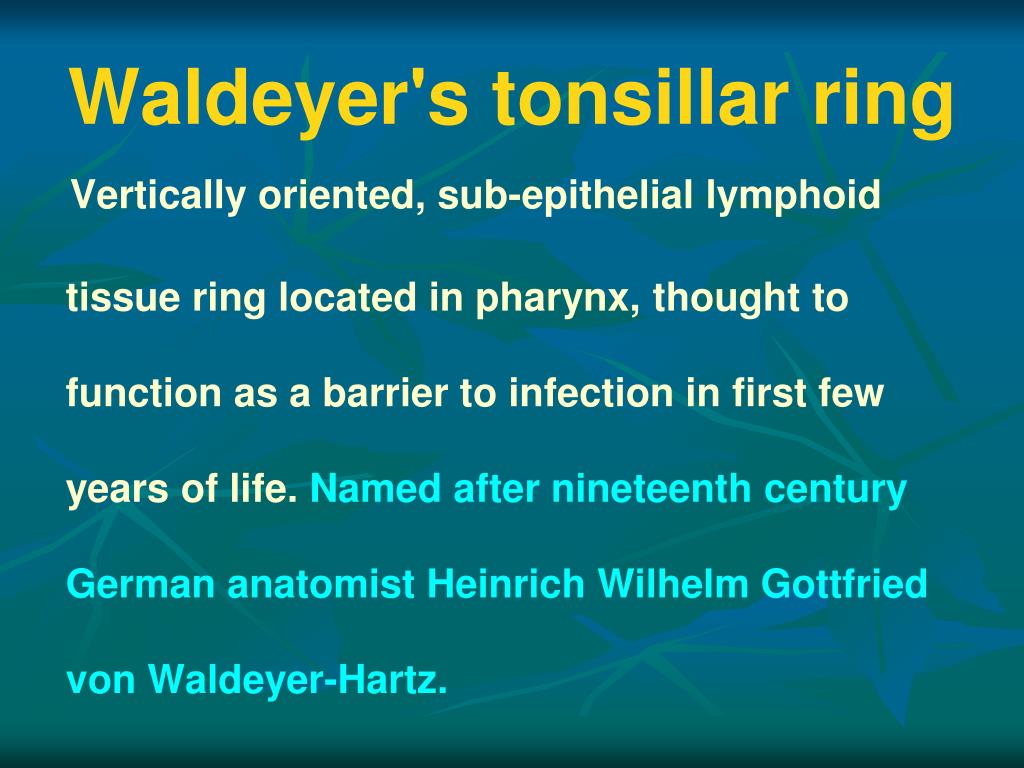 魏氏環(Waldeyer's ring) - 小小整理網站Smallcollation