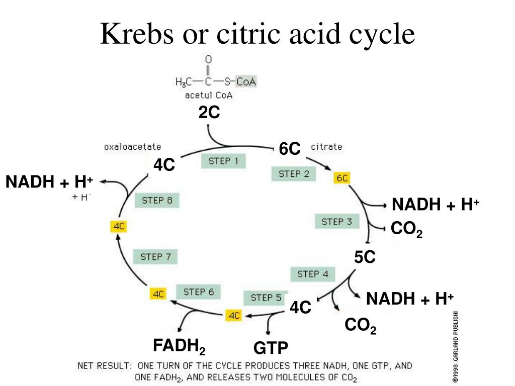 krebs or citric acid cycle.