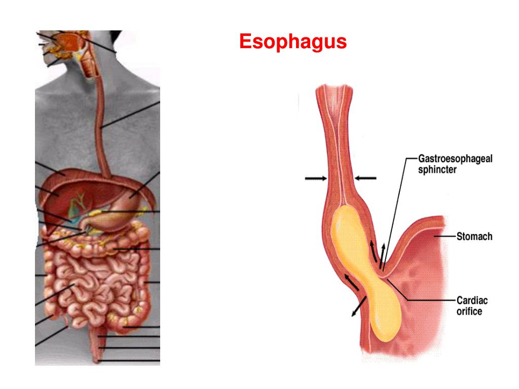 Пищевод работа. Пищевод человека. Esophagus Anatomy. Esophagus structure.