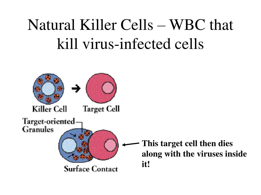 PPT - The body’s natural defense Against pathogenic organisms PowerPoint Presentation - ID:635359