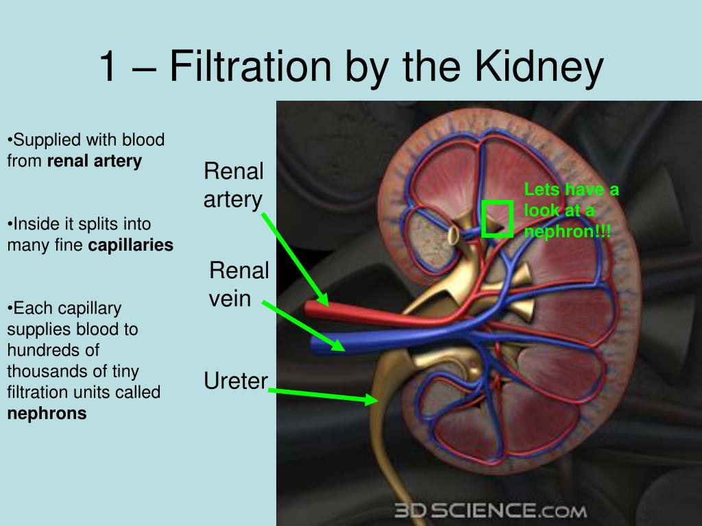 PPT Kidney in Detail PowerPoint Presentation, free download ID635547