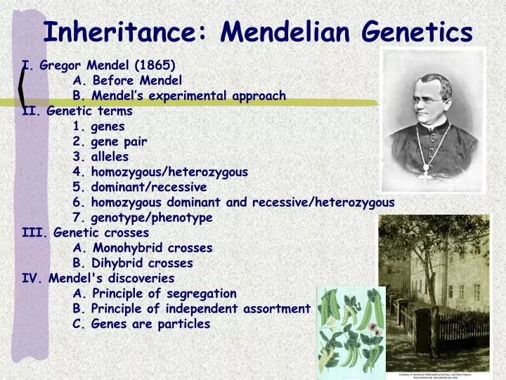 PPT - Inheritance: Mendelian Genetics PowerPoint Presentation, Free ...