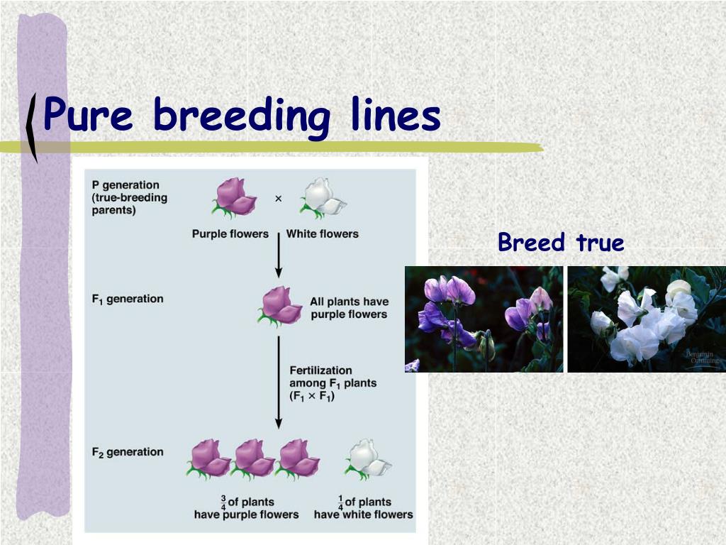 homozygous dominant traits