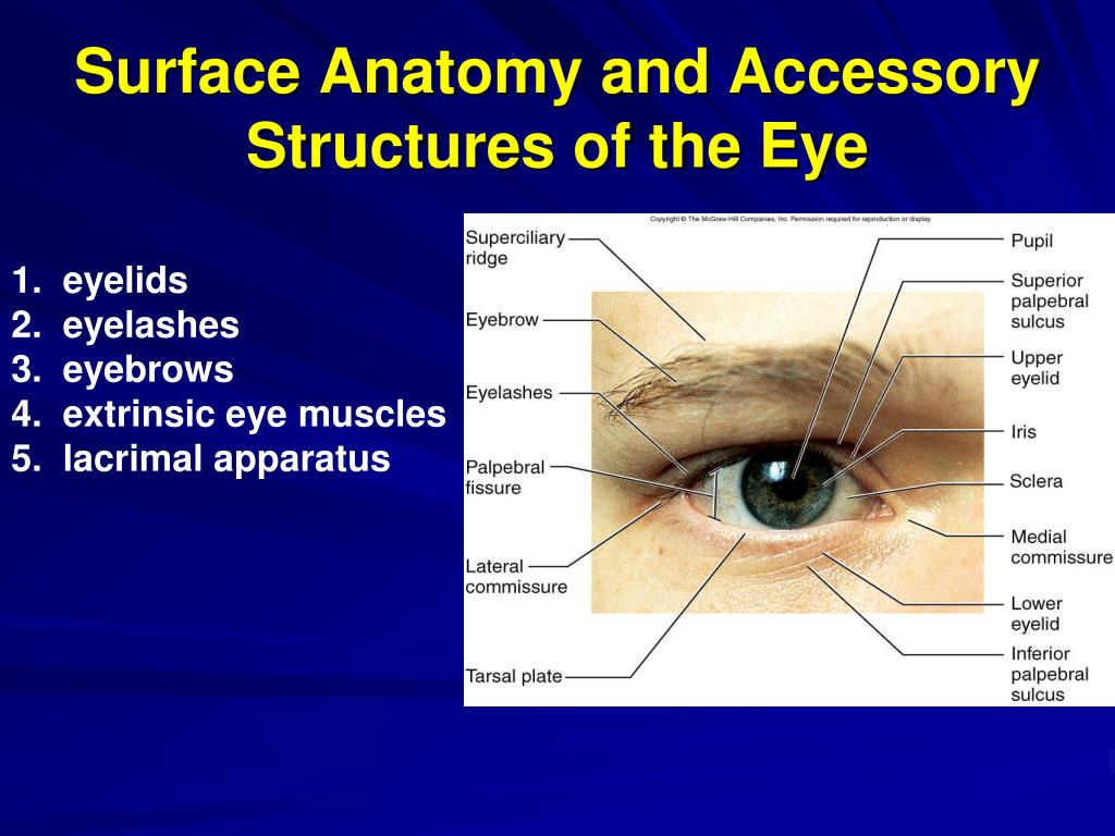 https://image.slideserve.com/635993/surface-anatomy-and-accessory-structures-of-the-eye-l.jpg
