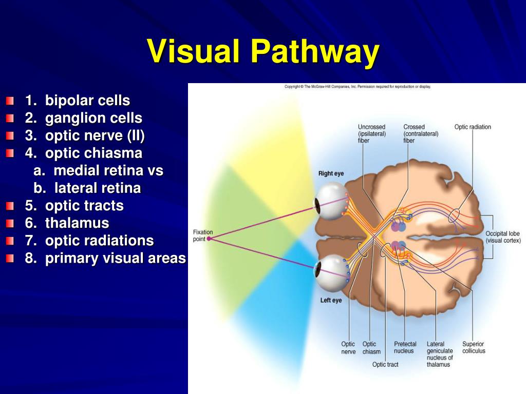 Structure Of Visual Pathway