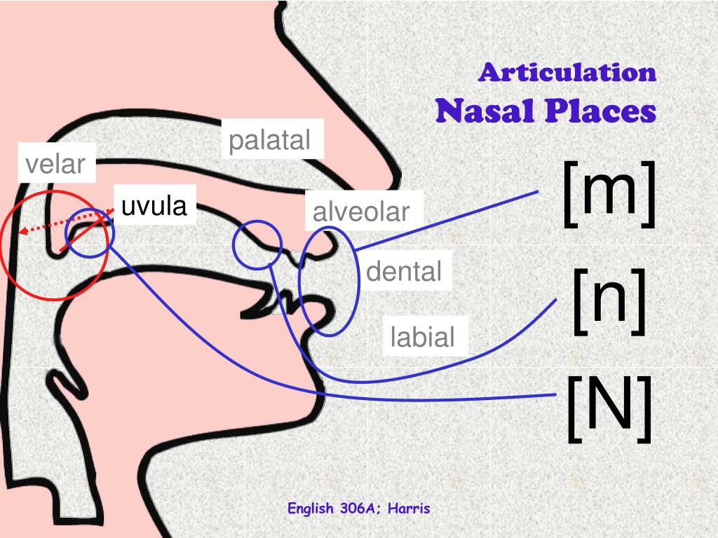 Nasal patch перевод. Articulation. Alveolar articulation and Dental articulation. Articulation клипарт. Табличка labial bilabial alveolar glottal lingual.