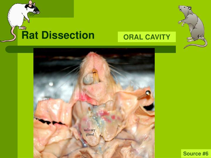 PPT Rat Dissection PowerPoint Presentation ID638753