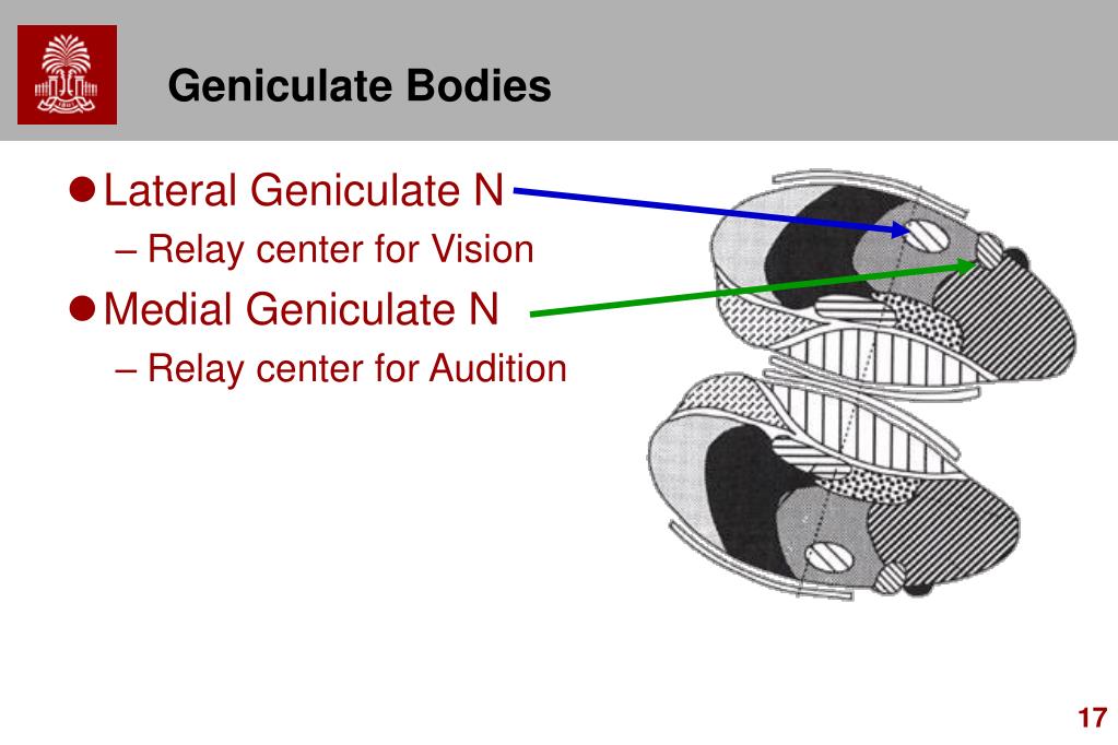 PPT Chapter 6 Diencephalon PowerPoint Presentation Free Download 