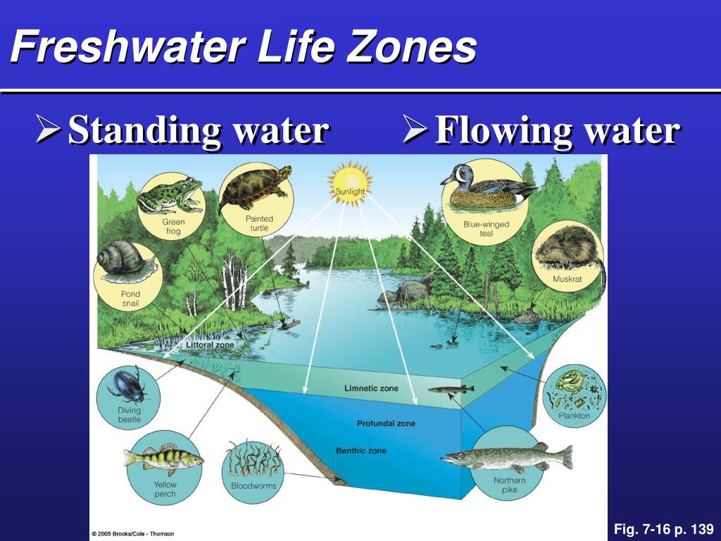 PPT Aquatic Biodiversity PowerPoint Presentation, free download ID