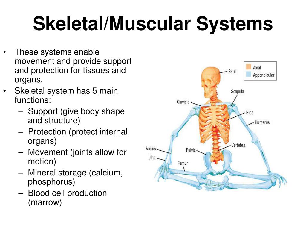 Support given by. Movement System. Body Systems and skeletal System. Human Movement Systems. Костная система презентация.