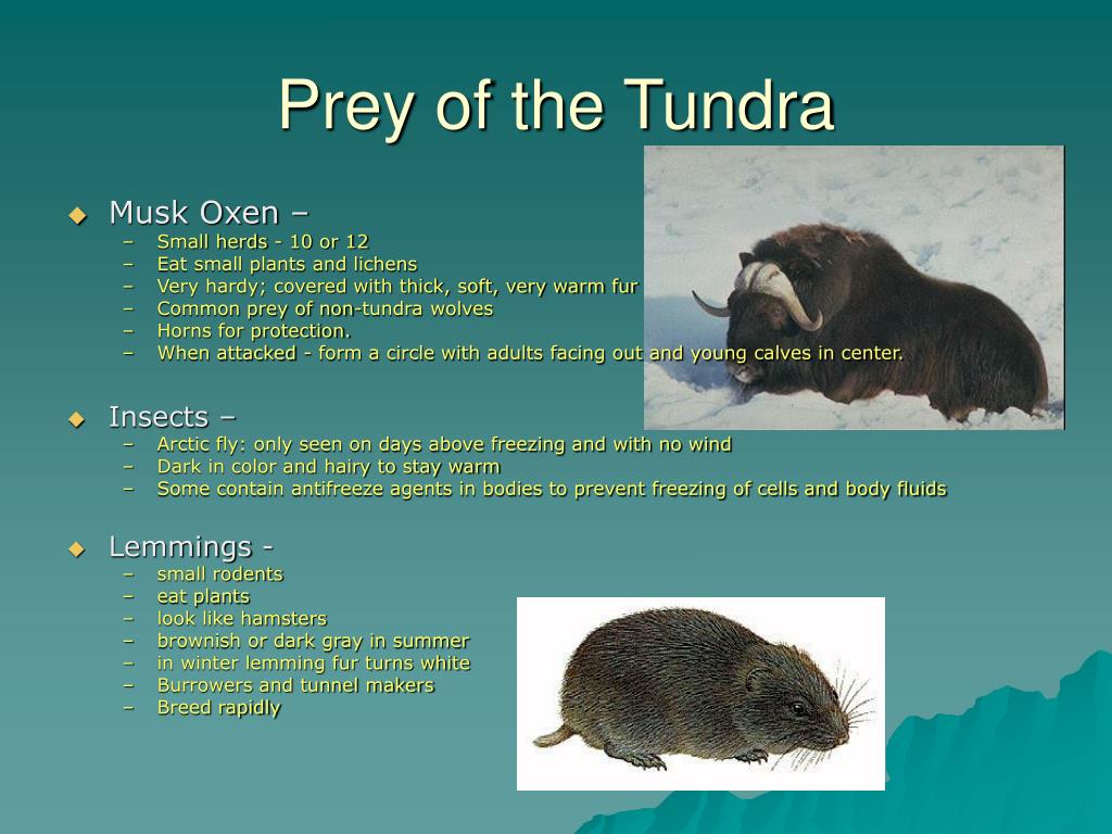 PPT - The Tundra Biome PowerPoint Presentation, free download - ID:641913