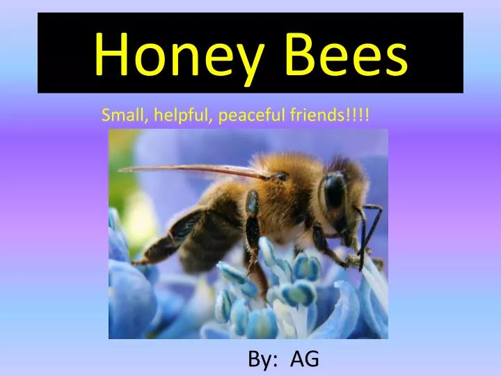 honey bees n.