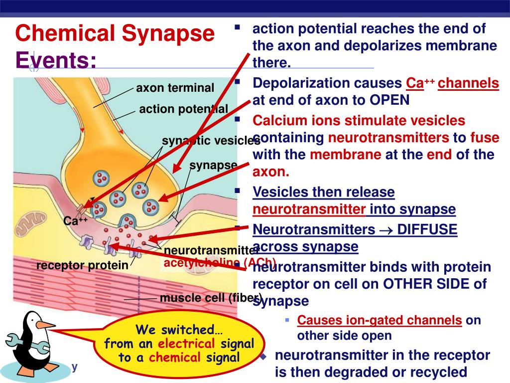 PPT - Nervous System: The Neuron and the Transmission of a Nerve ...
