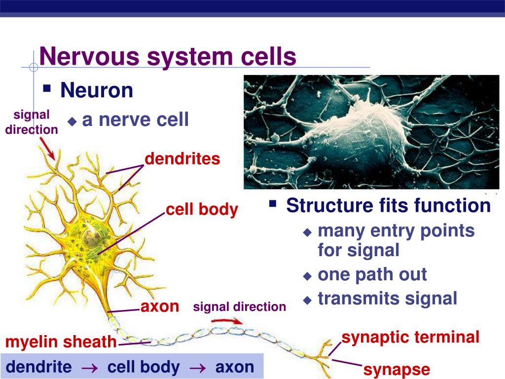 PPT - Nervous System: The Neuron and the Transmission of a Nerve