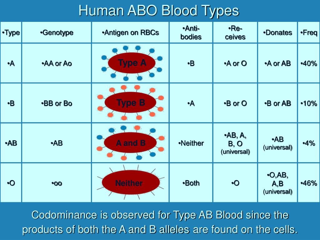 Сколько крови в собаке. Группы крови собак таблица. Группы крови на английском. Количество групп крови у животных. Blood Types in English.
