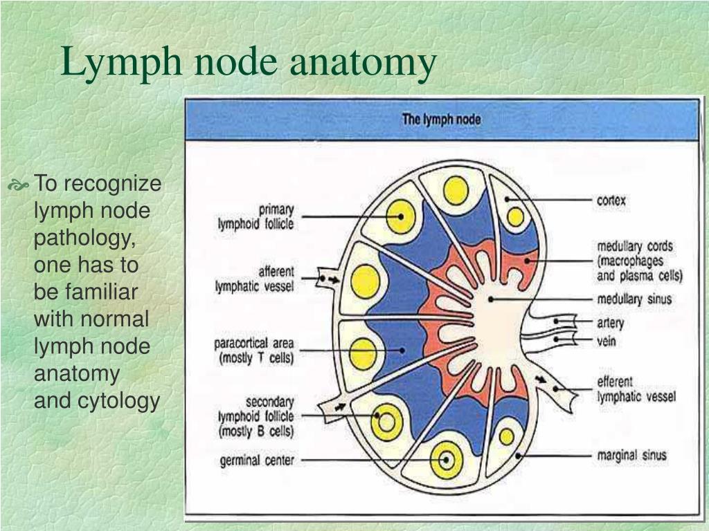 Labeled Diagram Of A Lymph Node