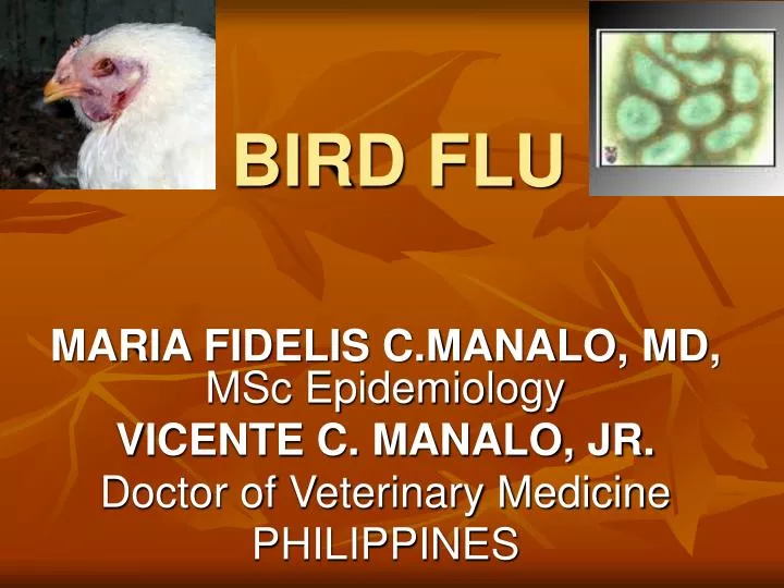 bird flu n.