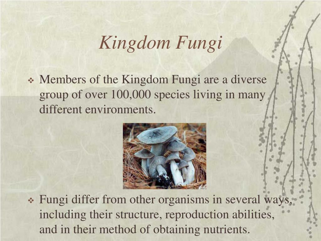 PPT - CHAPTER 23: Fungi PowerPoint Presentation, free download - ID:648051