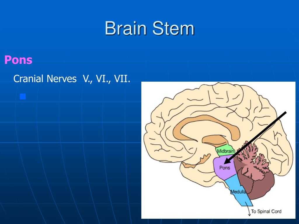 PPT - Gross anatomy and development of the brain stem and cerebellum