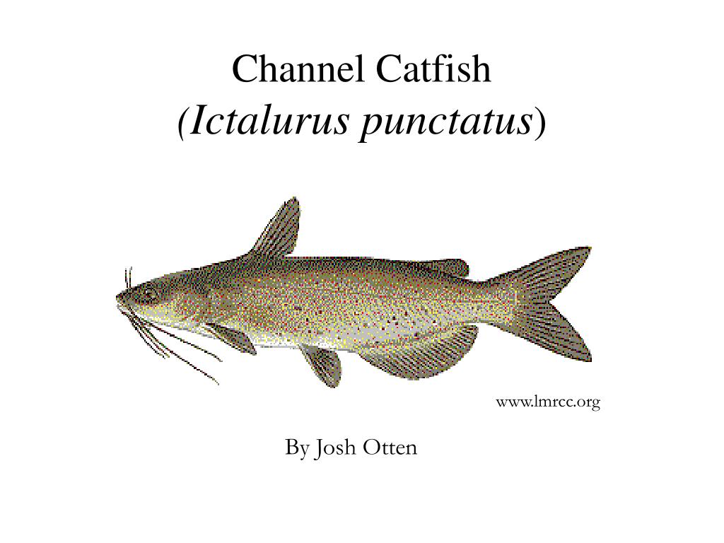 Channel Catfish