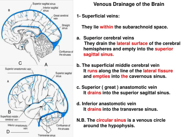 Venous Drainage Of The Brain Anatomy Geeky Medics