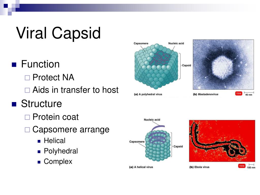 PPT - Virology PowerPoint Presentation, free download - ID:650355
