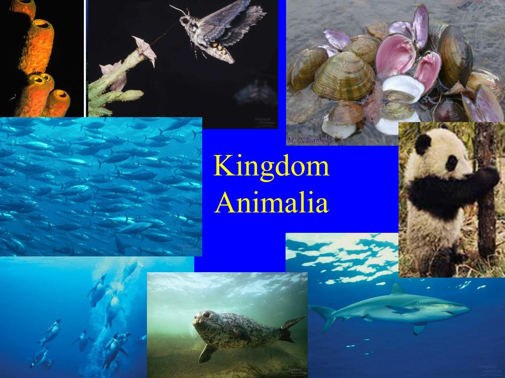 powerpoint presentation on kingdom animalia