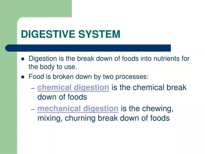 digestive system n.