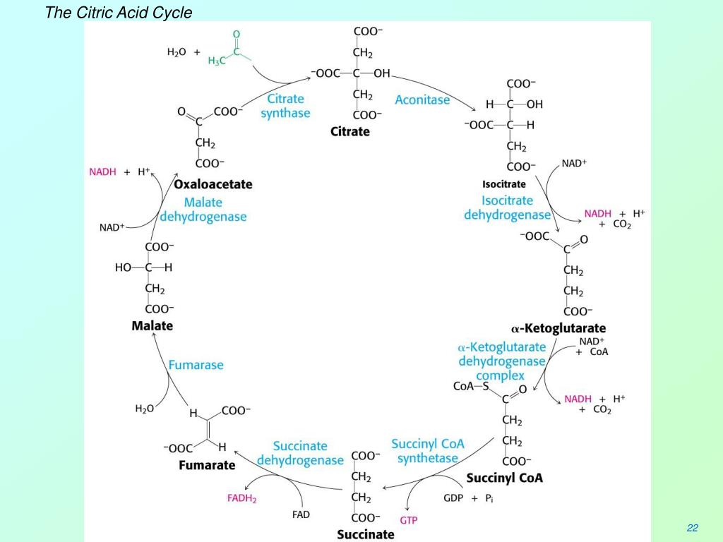 Цитратный цикл. Цикл трикарбоновых кислот биохимия. Цикл трикарбоновых кислот ЦТК биохимия. Цикл трикарбоновых кислот цикл Кребса. Krebs Cycle.