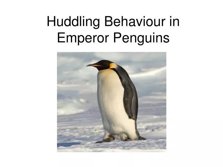 huddling behaviour in emperor penguins n.
