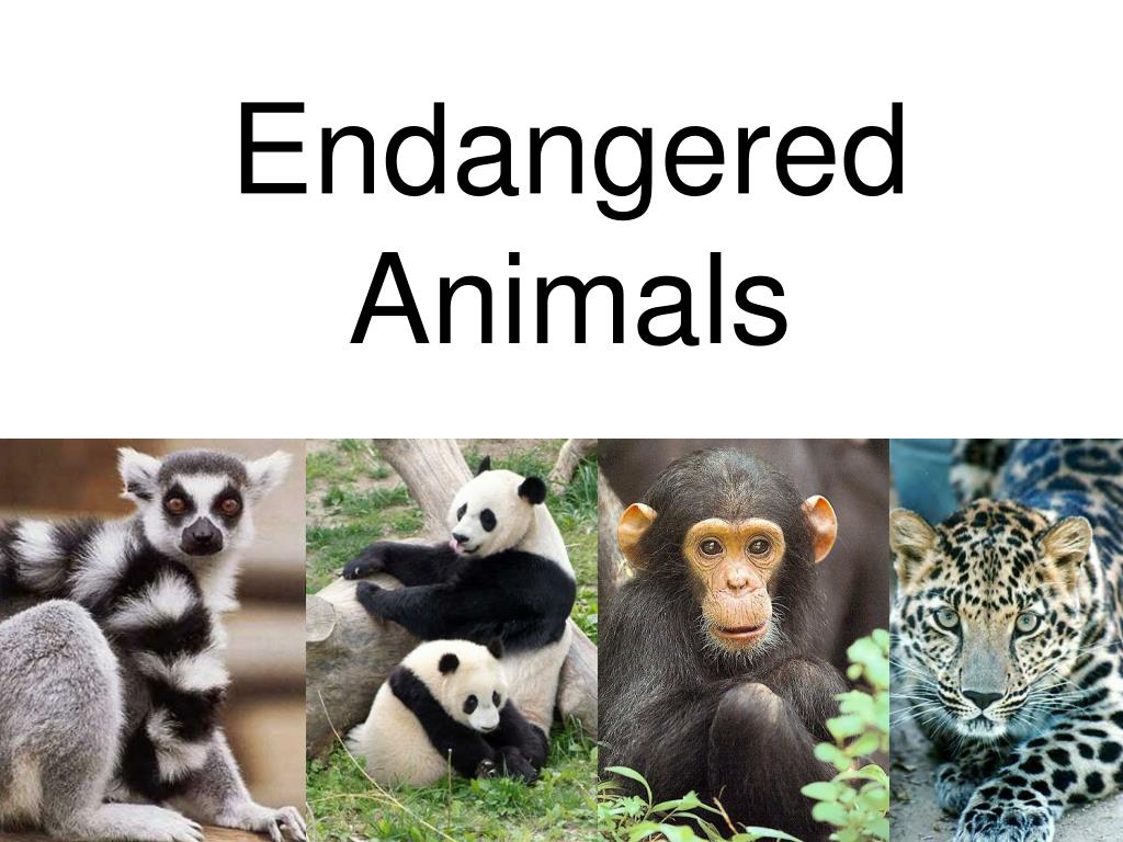 Some animals go to a shelter. Проект endangered animals. Endangered species презентация. Проект endangered species of animals. Проект на тему endangered animals and Plants.