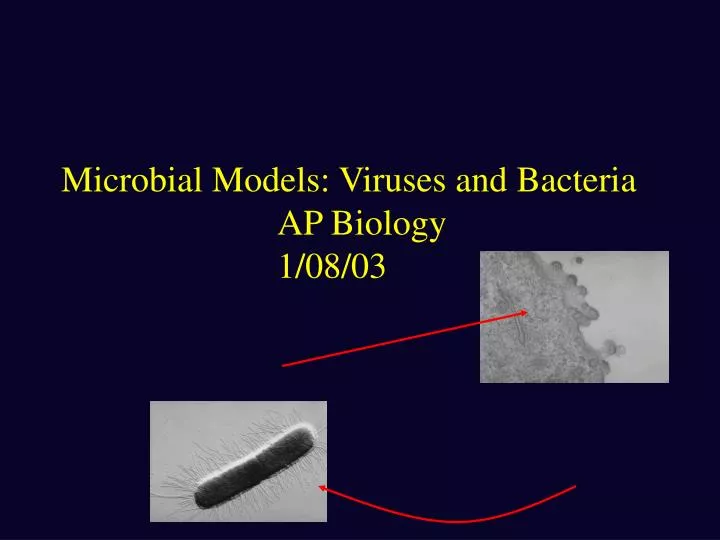 microbial models viruses and bacteria ap biology 1 08 03 n.