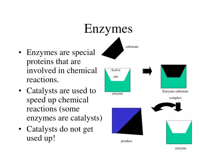 enzymes n.