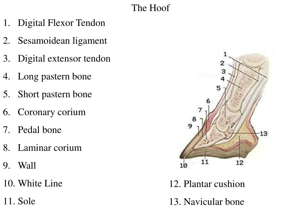 PPT - Equine Hoof Anatomy PowerPoint Presentation, free download - ID