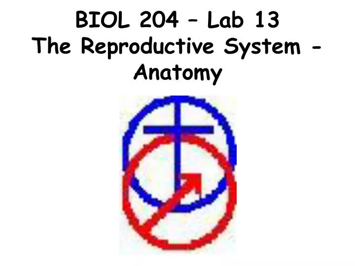 biol 204 lab 13 the reproductive system anatomy n.