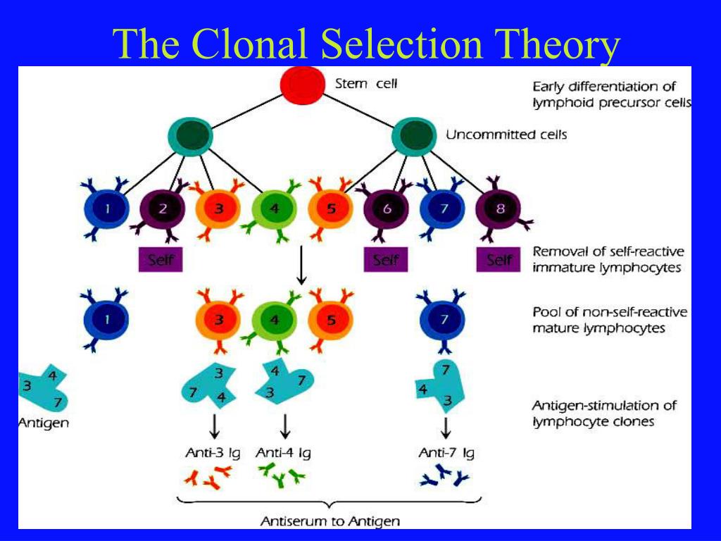 presentation is essential for the activation and clonal selection of