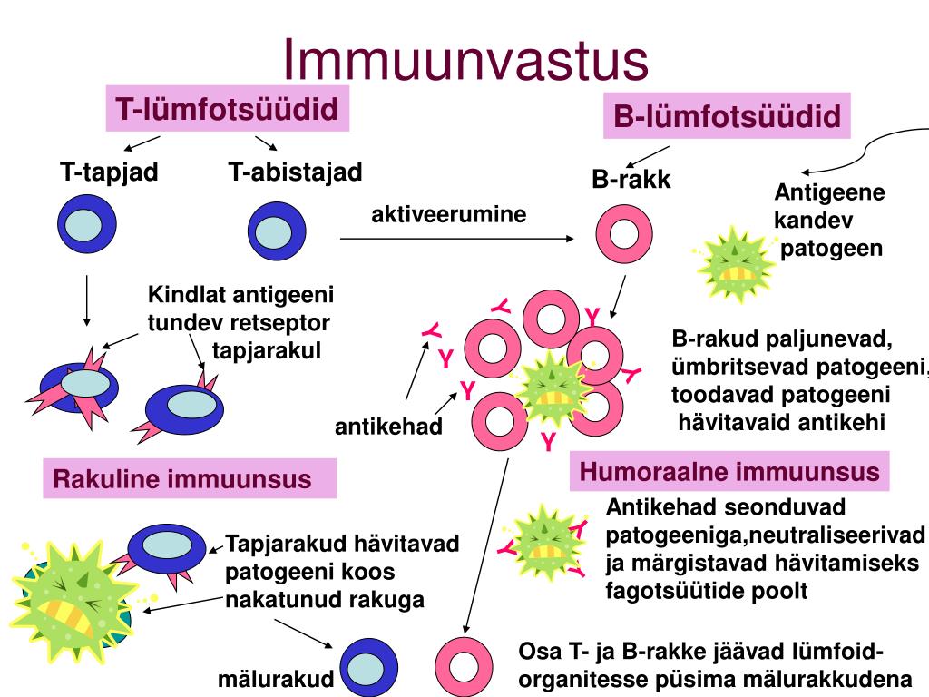 PPT - IMMUUNSÜSTEEM Ehk Kaitese Haiguste Eest PowerPoint Presentation ...