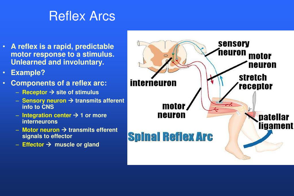 Reflex principio activo