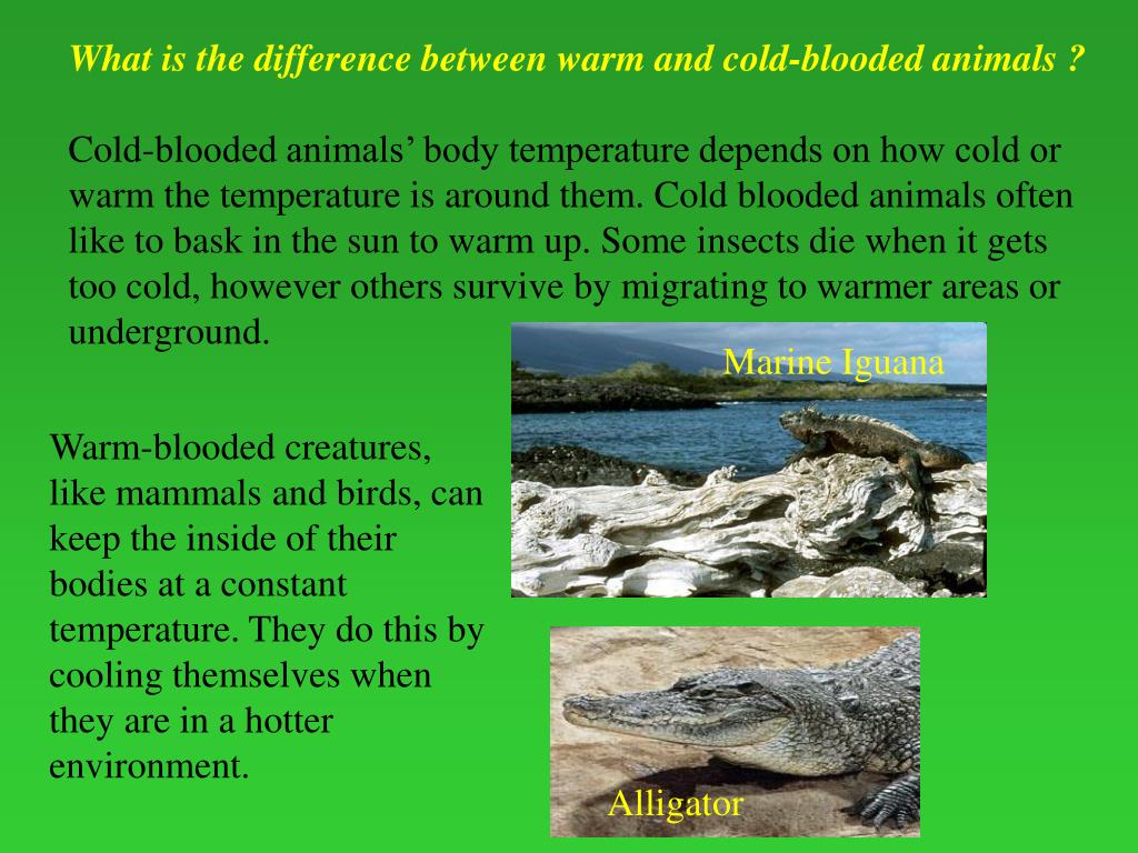 PPT - WARM AND COLD-BLOODED ANIMALS PowerPoint Presentation, free download  - ID:658240