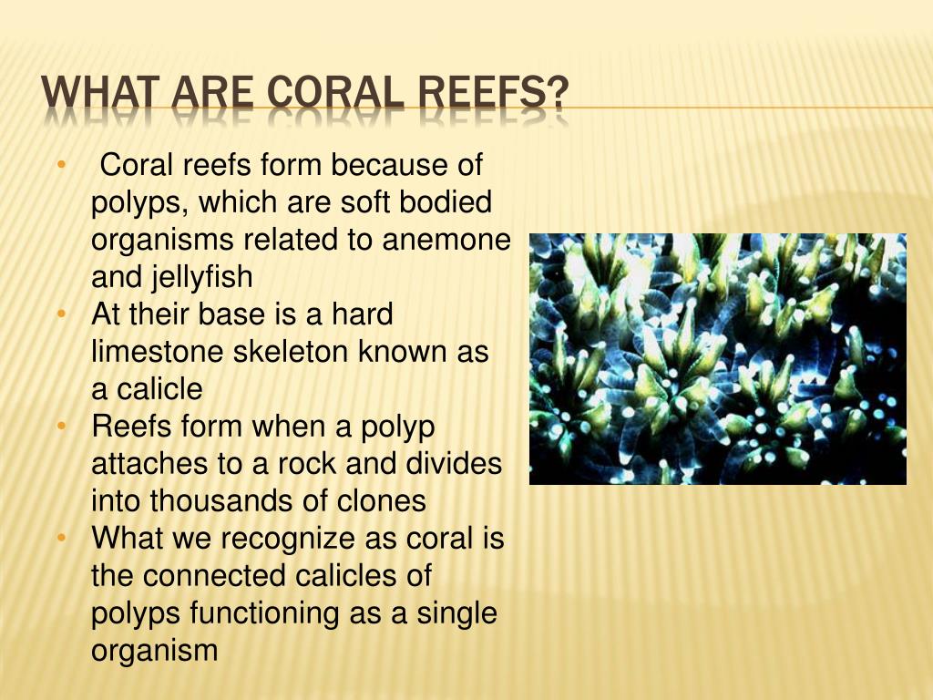 Ppt Adaptations In Coral Reefs Powerpoint Presentation Free Download Id