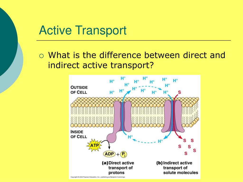 PPT Membrane Transport PowerPoint Presentation, free download ID659426