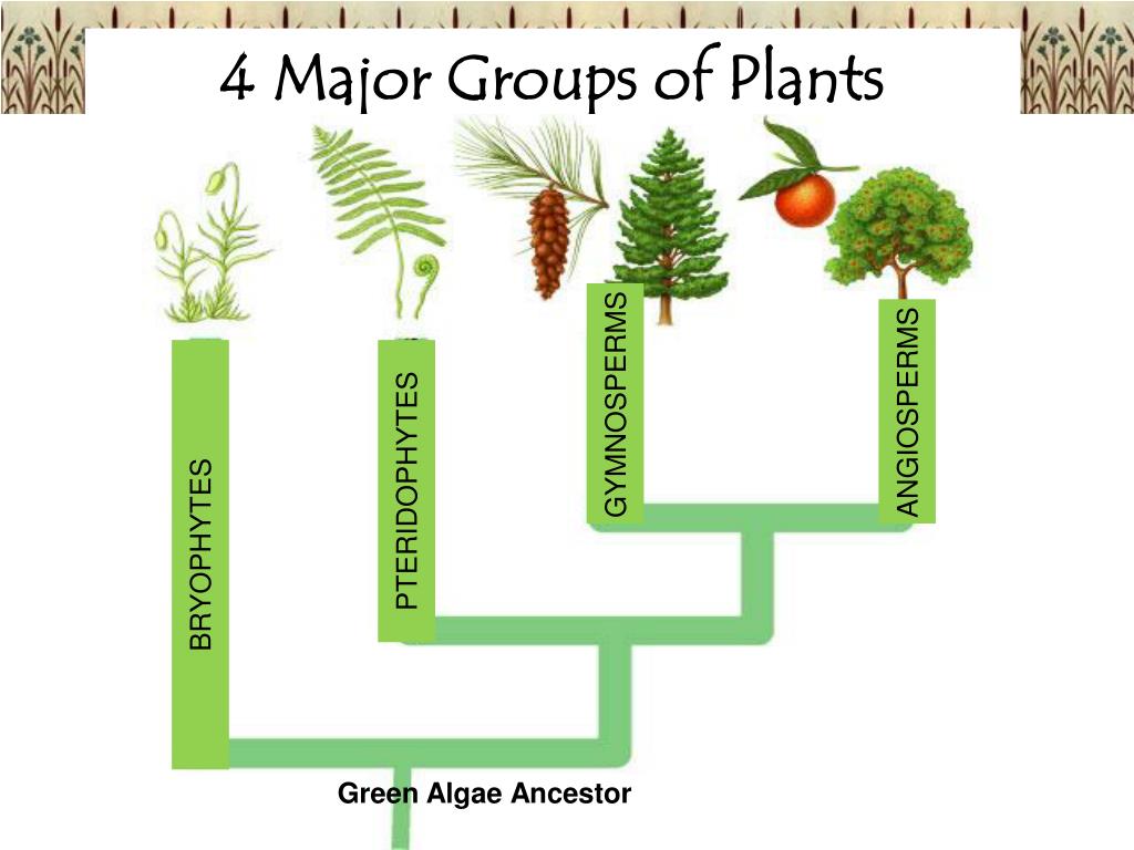 PPT 6 Kingdoms of Life Part 2 Plants and Animals