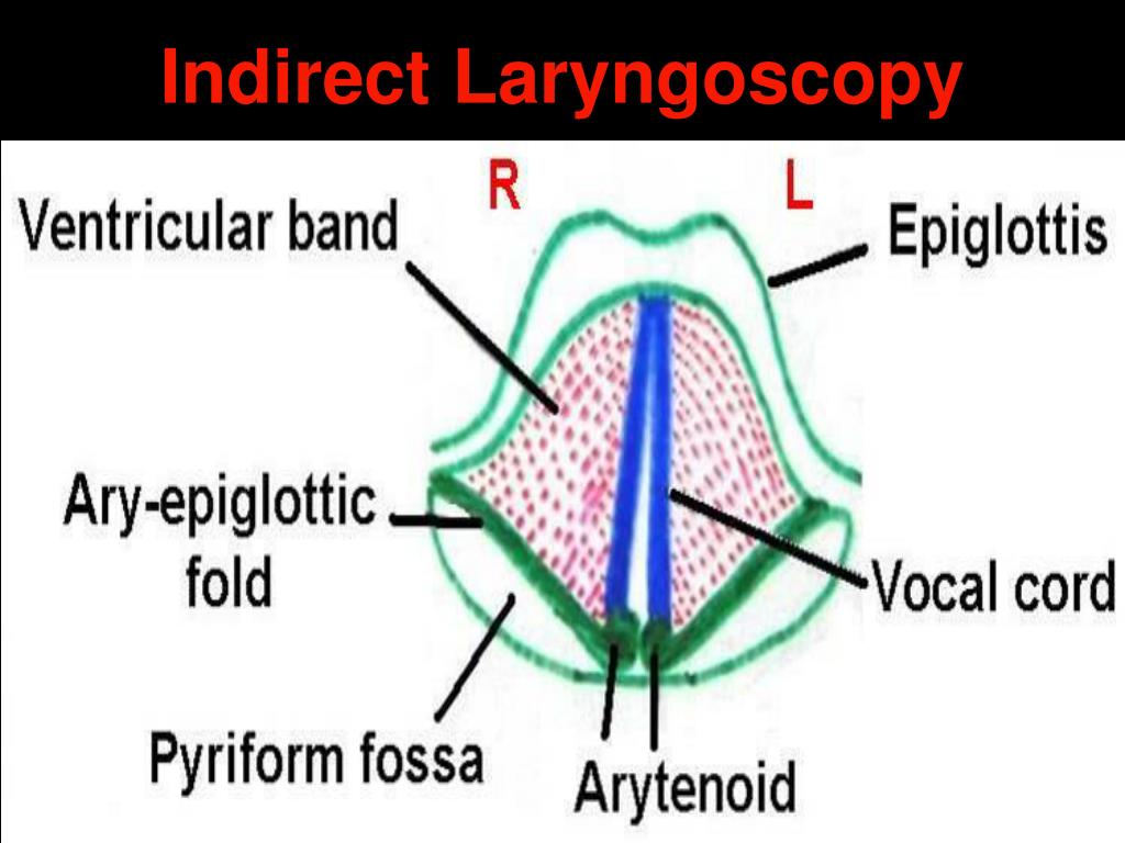 PPT - Anatomy & Physiology of Larynx PowerPoint Presentation, free