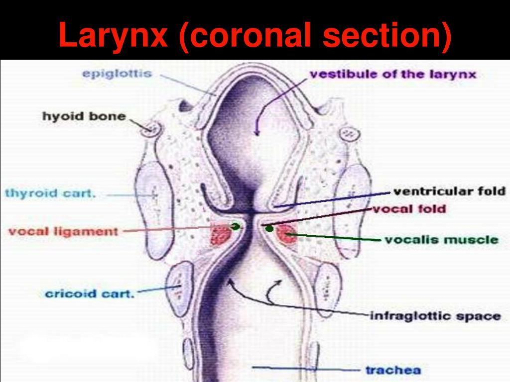PPT - Anatomy & Physiology of Larynx PowerPoint Presentation, free ...