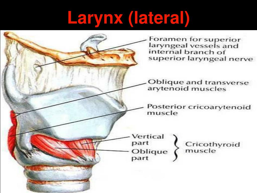 PPT - Anatomy & Physiology of Larynx PowerPoint Presentation, free ...
