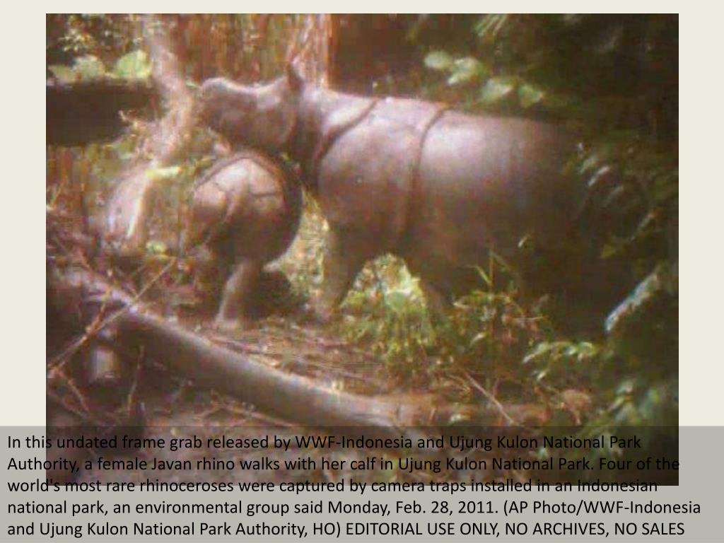 Носороги живут в лесу. Шкура редкого носорога. Национальный парк Уджунг кулон животные. Java Nashorn. Самые редкие животные которых убили.