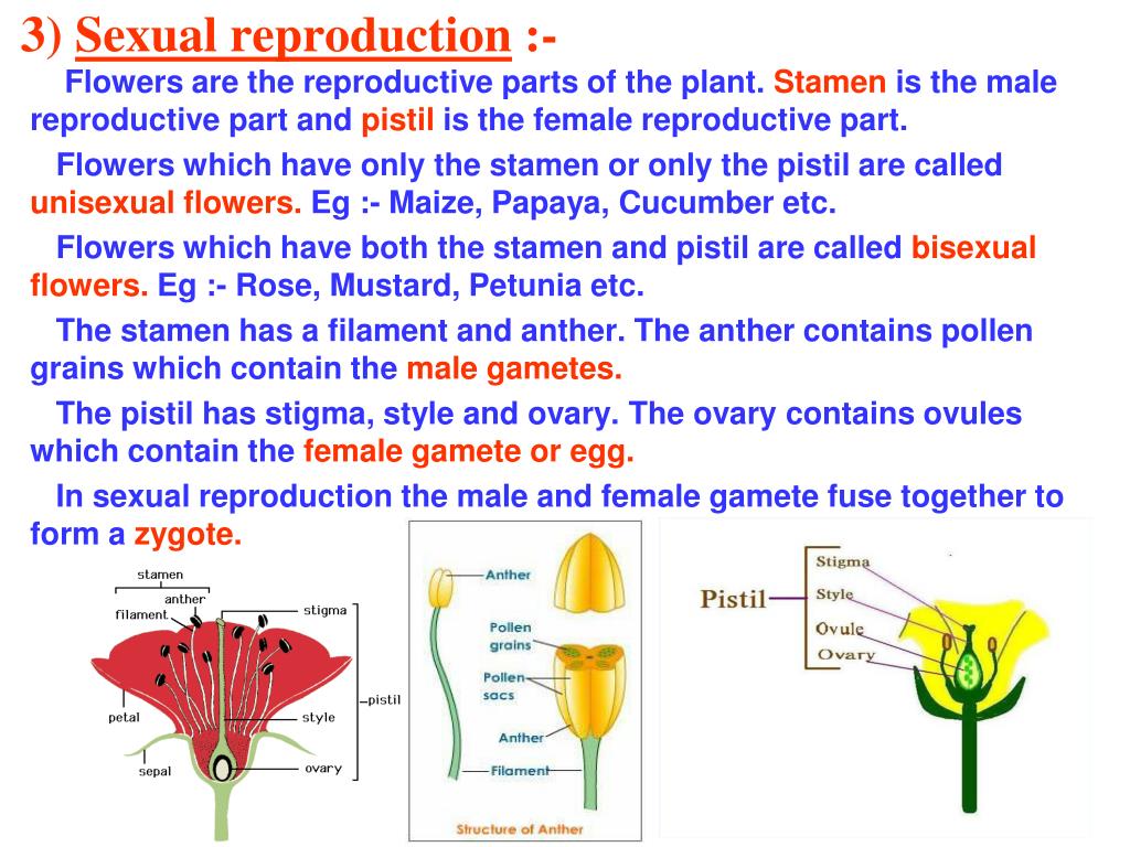 Ppt Chapter 12 Reproduction In Plants Powerpoint Presentation Free